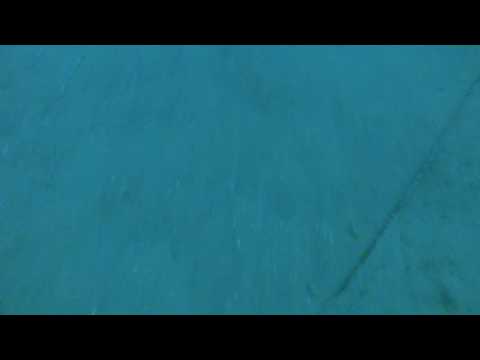 Underwater footage from trawl fishing after plaice