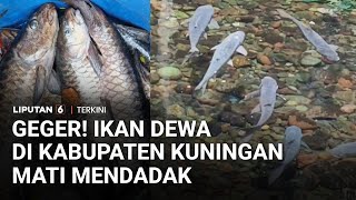 Download lagu Ratusan Ikan Dewa di Kuningan Mati Mendadak, Diduga Akibat Parasit | Liputan 6 mp3
