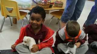 School Children Playing With Short Legged Jack Russell Puppies