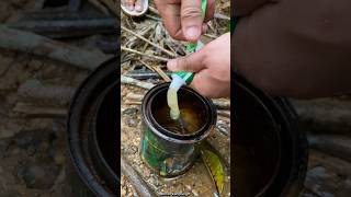 Download lagu Make bird glue from rat glue and rubber tree sap!? The results are beyond expectations, super awe... mp3