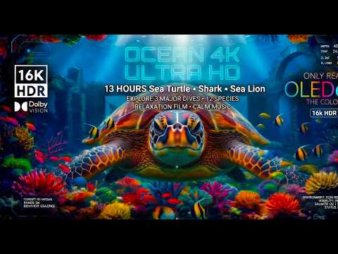 Calm Ambient Music Ocean 4K ULTRA HD: Sea Turtle, Shark & Sea Lion| Deep Sleep & Relaxation 2026