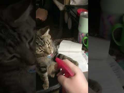 Why spray bottles don’t work for disciplining my cat.