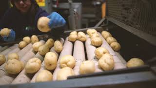 Cold River Gold Potatoes — Green Thumb Farms