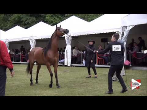 N.199 PALERMO DD - Bruges 2015 International - Geldings (Class 111)