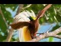 Lesser Bird-of-Paradise