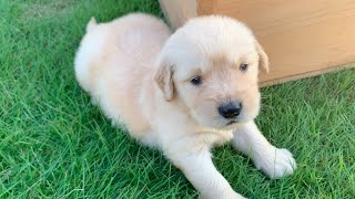 - Reincarnation of an angel..!Golden retriever's puppy Bisuke