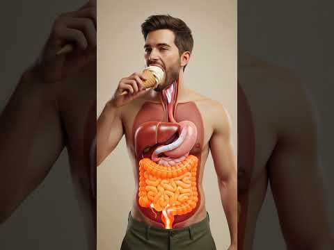 What Happens When You Eat Ice Cream? | 3D Digestion Animation