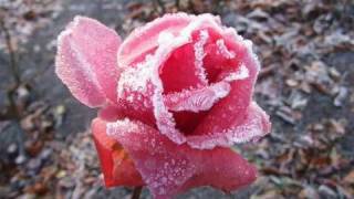 James Last - When The Snow Is On The Roses