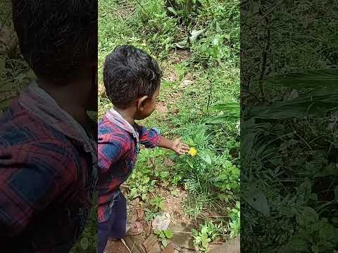 first video # the beautiful flower# Dhanvin # please support # like, comment, share and subscribe