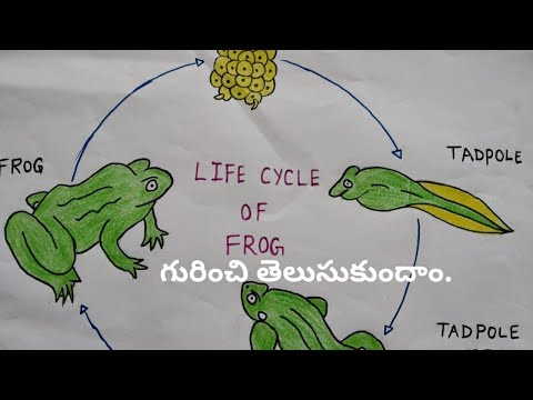 Life Cycle Of A Frog || How a Tadpole Transforms into a Frog || Telugu