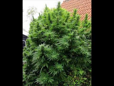 blaya dub playa - u fazonu.