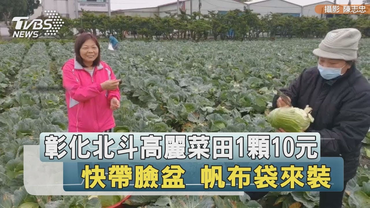 彰化北斗高麗菜田1顆10元　快帶臉盆、帆布袋來裝