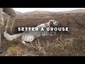 Setter A Grouse English Setter Training In Scotland