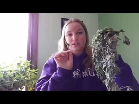 How to grow catnip indoors - live!
