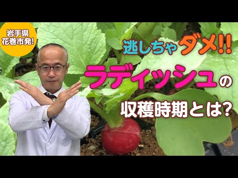 大根の収穫時期と方法は？ + 栽培、播種、メンテナンス  庭園