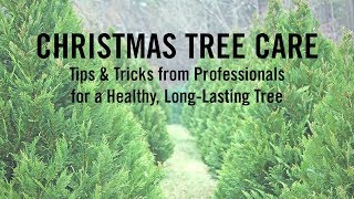 Ask A Professional: How to Care for Your Christmas Tree