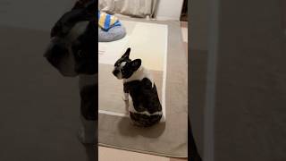 珍しく夜遅くに起きてるフレブル。何か真剣に悩んでるみたいです😂