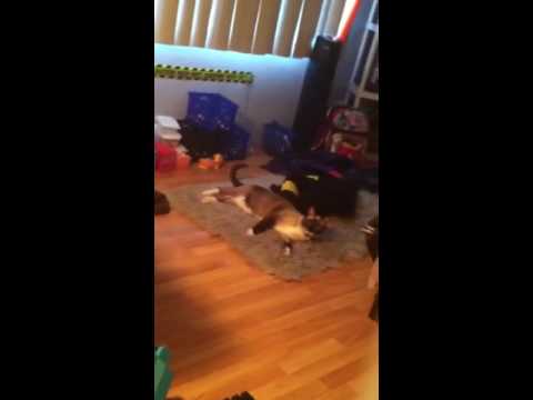 What my cat does when I'm gone😳