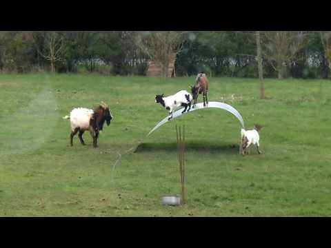 Cabras se divertem se equilibrando em uma gangorra improvisada