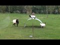 Balancující kozy (CenTauriaИ) - Známka: 1, váha: velká