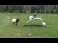Chèvres en équilibre - goats balancing on a flexible ...