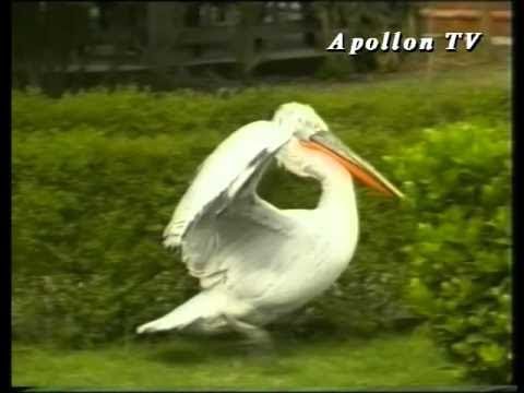 Ismail Hysenj - Kaleshe e Xhixhos