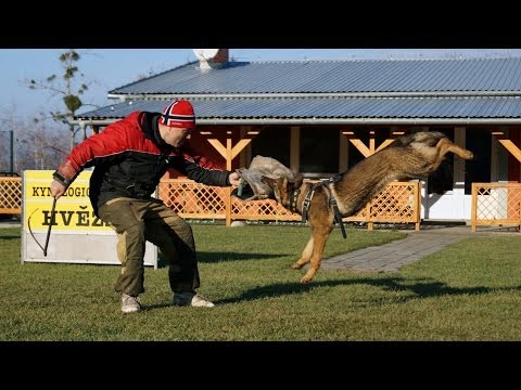 Iggy Vikar - protection 7 months