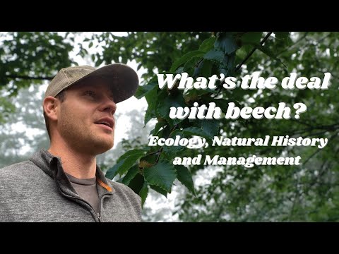 What's the Deal With Beech? American Beech's Natural History, Ecology and Management