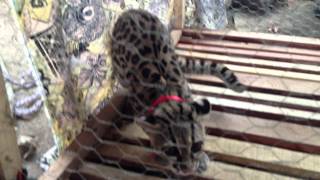 preview picture of video 'Chaltigrillo, Gato tigre, tigrillo, margay (Leopardus wiedii), etc...'