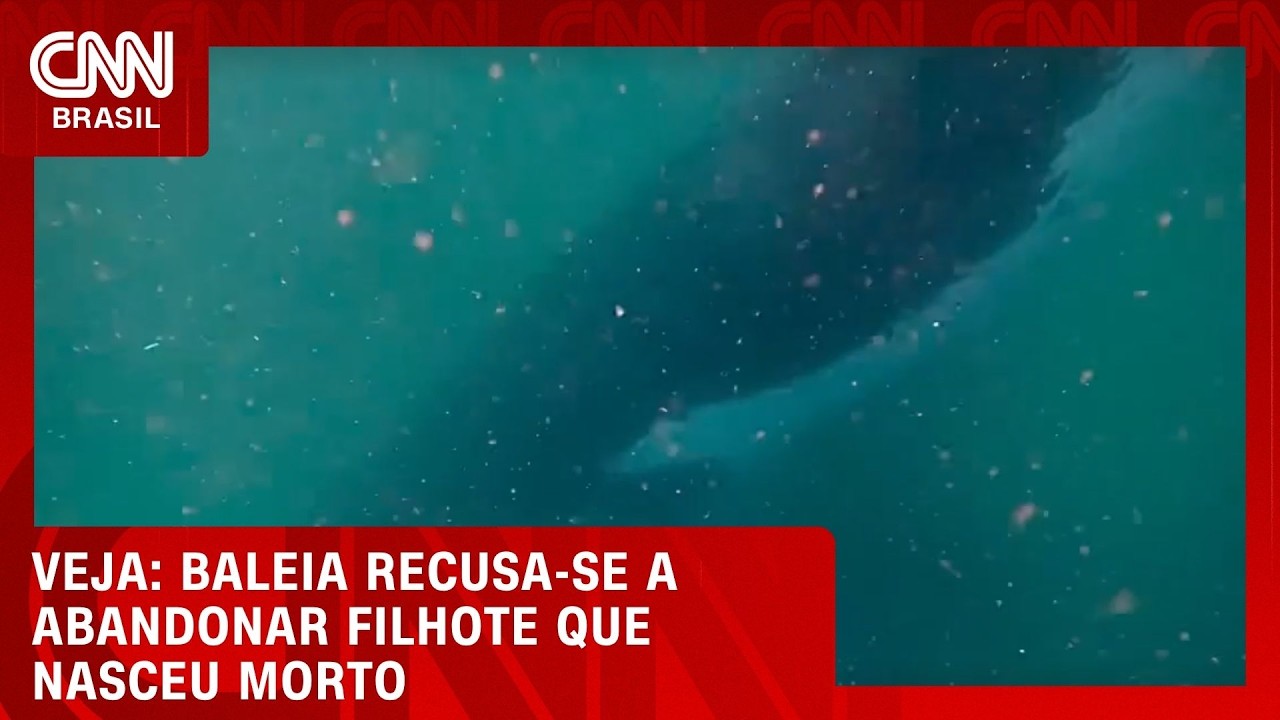 Baleia-jubarte mergulha até o fundo do mar e deita ao lado do filhote que nasceu morto | CNN BRASIL