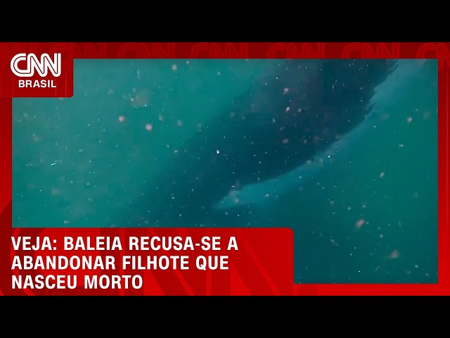 Baleia-jubarte mergulha até o fundo do mar e deita ao lado do filhote que nasceu morto | CNN BRASIL