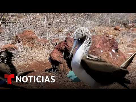 Planeta Tierra: El Niño desplaza a cientos de aves marinas hasta Panamá | Noticias Telemundo