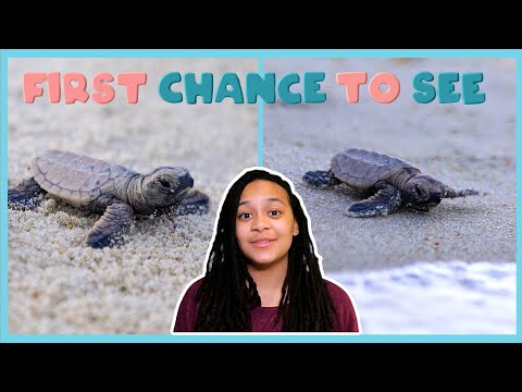 Helping Baby Turtles Hatch | First Chance To See | BBC Earth Kids