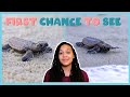 Helping Baby Turtles Hatch First Chance To See BBC Earth Kids