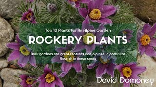 Top 10 Rockery Plants For Alpine Gardens