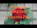 Примула махровая Ред 🌿 махровая примула Ред обзор как сажать семена примулы Ред