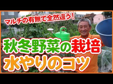 豆はいつ、どのように蒔くのですか？いつ植えるのですか？どの品種を選ぶべきですか？おすすめのヒント + サポートビデオ  庭園