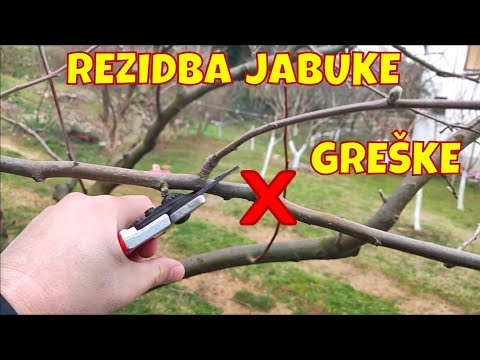Rezidba jabuke za početnike - Ne radite ove greške