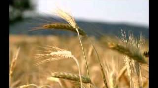 Mariposas En La Panza - Santiago Cruz - Colombia