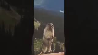 Download lagu meme beruang teriak !!!! #memes #funny mp3 Download lagu meme beruang teriak !!!! #memes #funny mp3