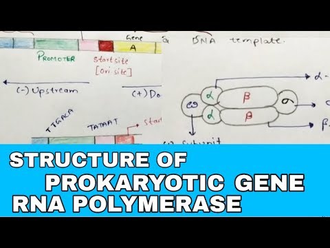 POINT MUTATION BY PHANINDRA GUPTHA