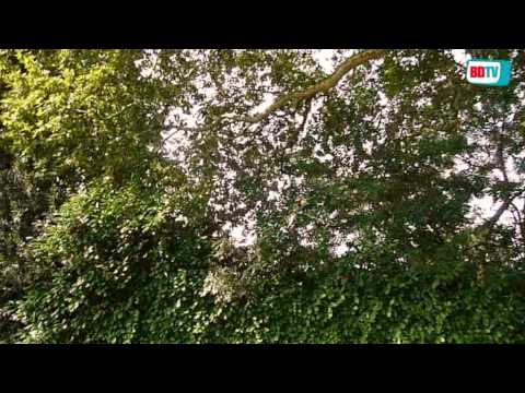 Mooiste Maasdrielse bomen staan in Hurwenen