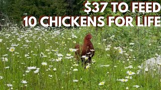 How to Feed Chickens Without The Feed Store (Growing Grains and Hunting)