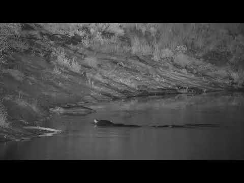 Djuma: Three Hippos resting at edge of water - 01:33 - 01/29/21