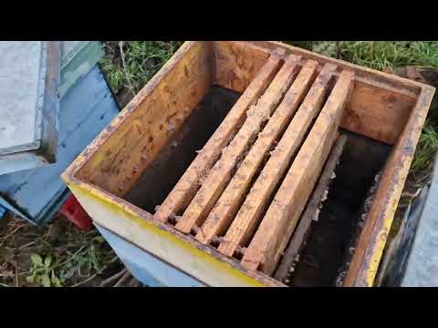 I'm still checking out the WINTERIZATION OF BEES!