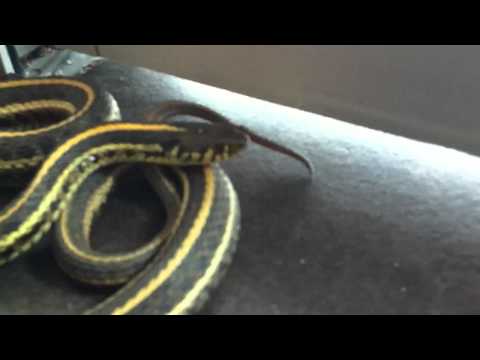 Unauthorized visitor