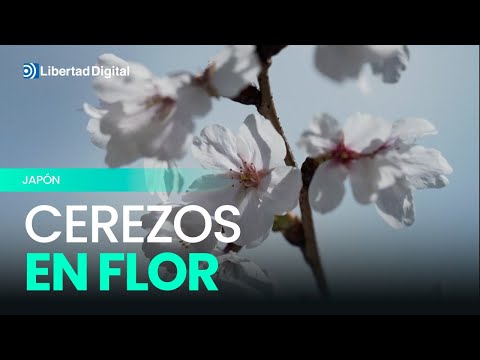 Japón cancela el famoso festival de los cerezos por el comportamiento extremo de los turistas