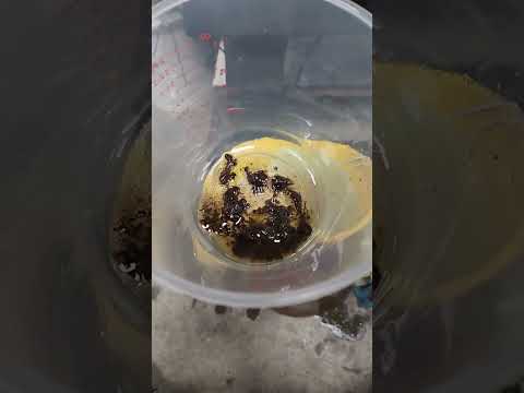 Algae Grows in Diesel?
