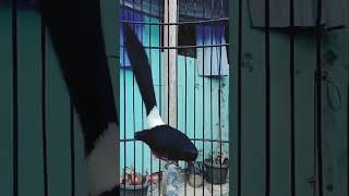 Download lagu murai batu seri f4 #muraibatuserif mp3