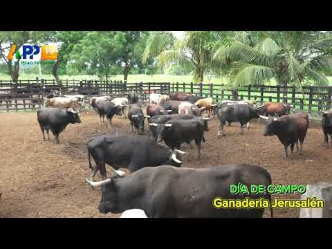 DÍA DE CAMPO EN LA GANADERÍA JERUSALÉN